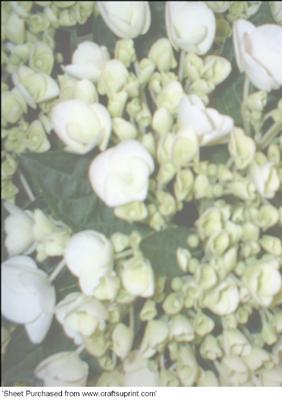 White Hydrangea Floral Vellum