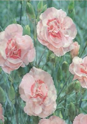 Pale Pink Dianthus Vellum
