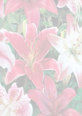 Amazing Asiatic Lily Vellum