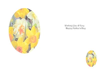 Happy Mothers Day Vellum of Narcissus Wishing You a Very Happy Mothers Day