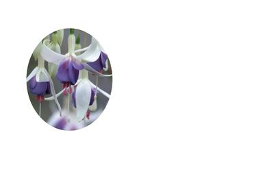 Lilac Fuschia Vellum