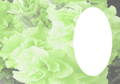 Gerdo Green Double Bloom Vellum with Oval Aperture