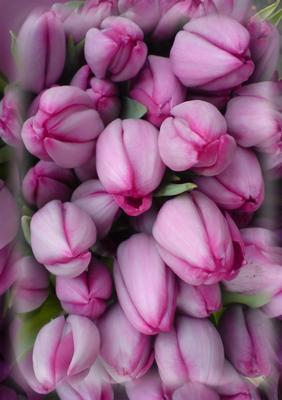 Tulips Vellum or Insert in Pink