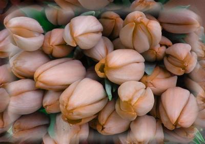 Tulips Vellum or Insert in Peach