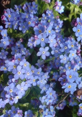 Bright and Blue Vellum