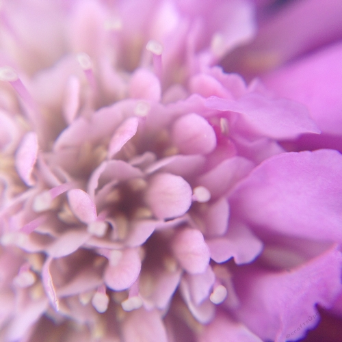 Scabiosa Flower Photography