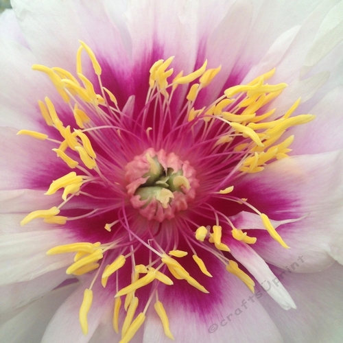 Peony Rose Photography - Limited edition and rare plant - Designer resource