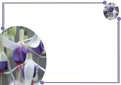 Fuschia Corner Designer Vellum or Insert