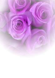 Luscious Lilac Rose Vellum or Insert