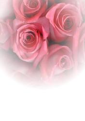 Coral Faded Rose Vellum or Insert