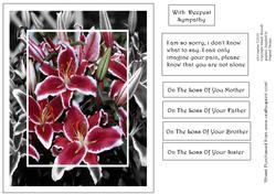 Words of Comfort - Stargazer Lilies Sympathy Card
