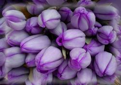 Lemon Tulips Vellum or Insert