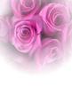 Pink Faded Rose Floral Vellum