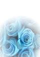 Powder Blue Faded Rose Vellum or Insert