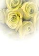 Stunning Lemon Rose Vellum or Insert