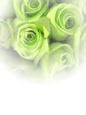 Gorgeous Lime Rose Vellum or Insert