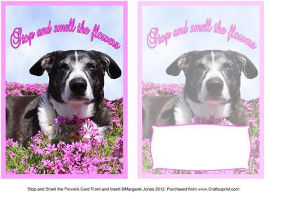 Stop and Smell the Flowers Quick Card Plus Insert