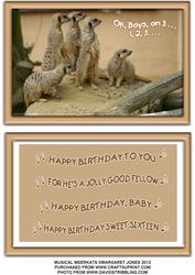 Musical Meerkats
