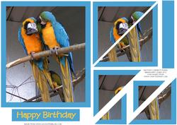 Macaws Corner Pyramid Card