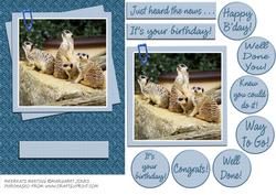 Meerkats Meeting - Birthday or Congratulations Card