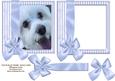 Pup in Blue Frame