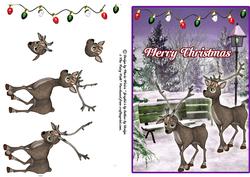 Raindeer