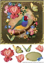 Gouldian Finch Card Front 8x8