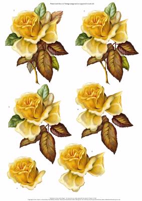 Yellow Rose