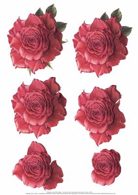 Deep Pink Rose