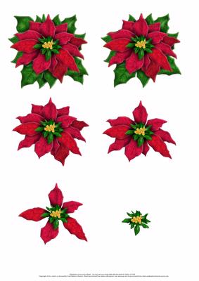 Large Poinsettia 3D