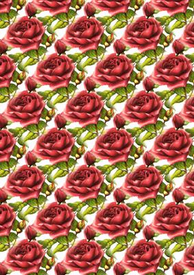 Dew Drop Rose Vellum