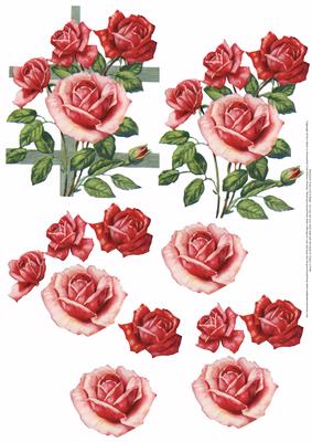 Roses on Fence