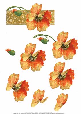 Orange Poppy