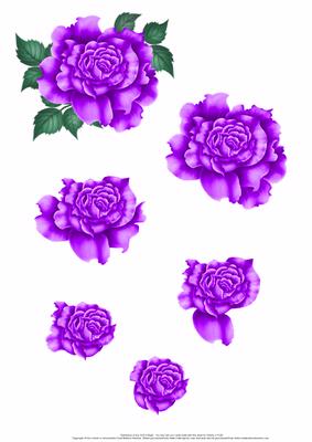 Purple Rose