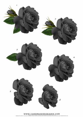 Black Rose