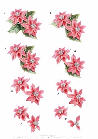 Pink Poinsettia
