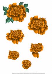 Orange Rose