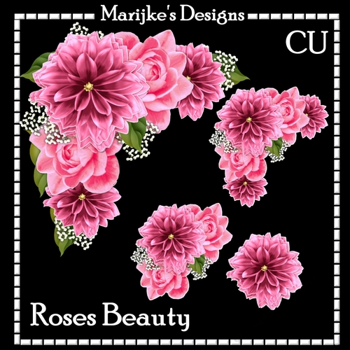 CU DR  Roses Beauty