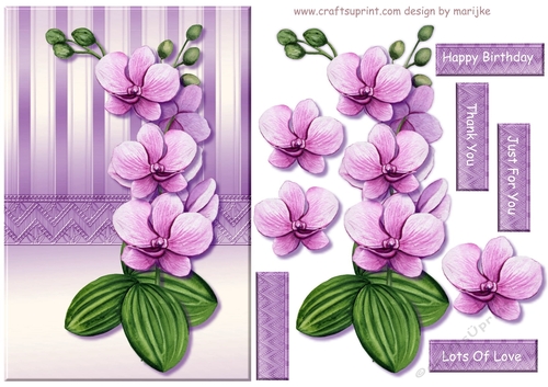 Orchids Beauty 1