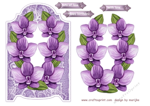 Orchids Beauty 4
