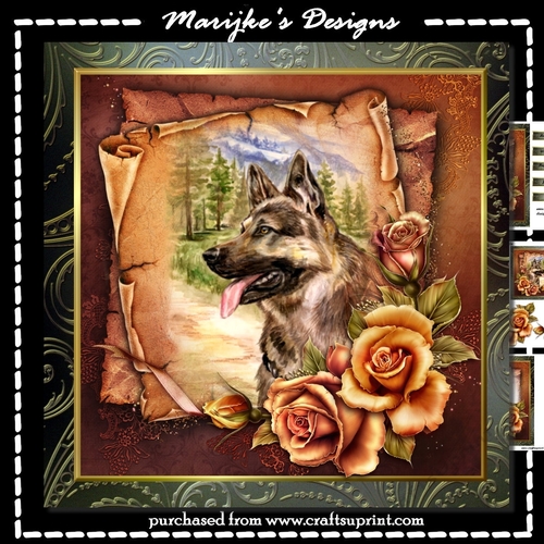 Male  Card  German Sheperd