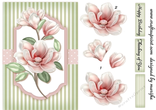 A5 Classic Magnolia´s 1