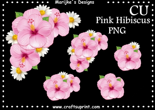 Pink Hibiscus  CU DR