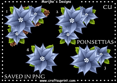 CU DR BLUE POINSETTIAS