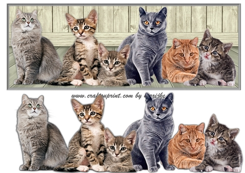 Large DL   Cat Family  2