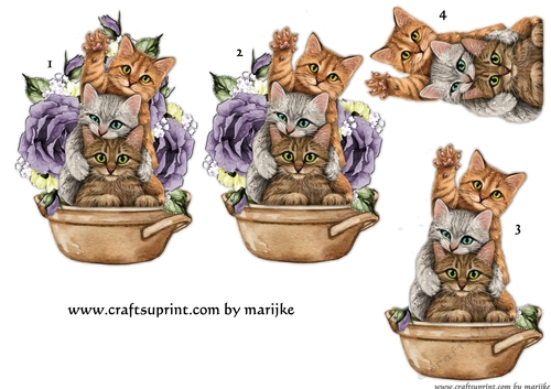 Funny Cats In The garden
