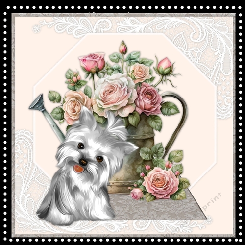 MK Cute Silky terrier