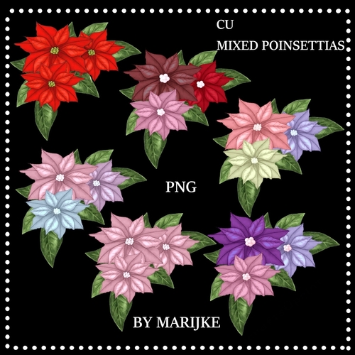 CU MIXED  Christmas Poinsettias