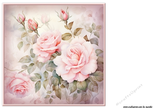 Roses Insert 1