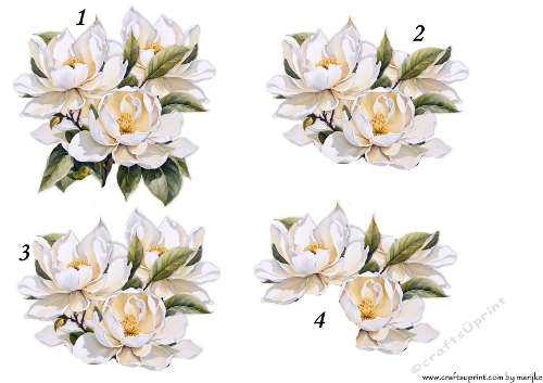 Step By Step magnolias´s  